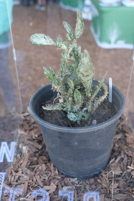 2026 FarmFest – Toowoomba, Queensland (#011)